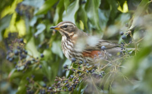 Red thrush, Turdus iliacus Red thrush, Turdus iliacus